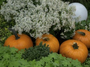 Three pumpkins between white flowers and dense green leaves in the garden, borken, münsterland,
