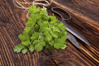 Fresh cilantro on wooden table. Culinary aromatic herbs