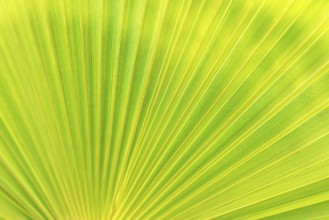 Green texture of palm leaf. Space for your text