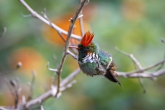 Side view of a beautiful Frilled croquette perched on a tiny branch against defocused background,