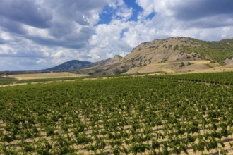 Aerial beautiful view of mountain vineyard in Crimea