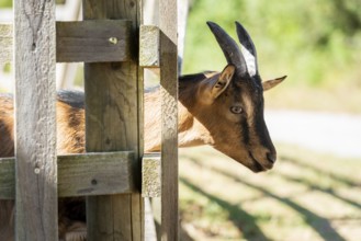 Brown domestic goat with horns, stick its head through the ranch fence