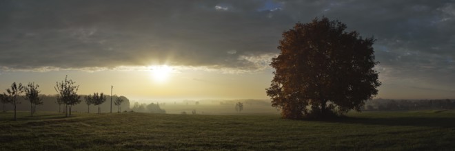 Autumnal light mood with tree