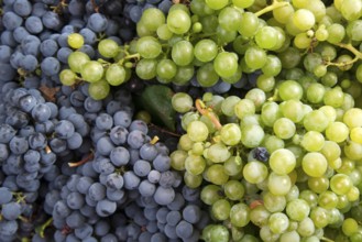 End of September, the time of the grape harvest