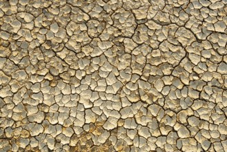 Dry cracked ground background. Concept image of global warming