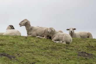 Sheep on a dike in the sun