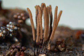 Tufted slime mould fruiting body with some light brown stalks on tree trunk in front of blue sky