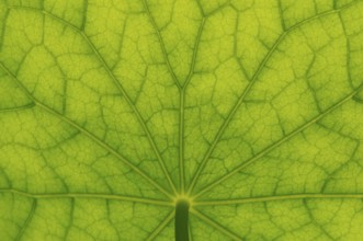 Bottom view of the leaf surface of a nasturtium