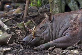 Close up photo of a Babirusa Sulawesi Utara (Babyrousa celebensis)