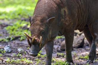 Close up photo of a Babirusa Sulawesi Utara (Babyrousa celebensis)