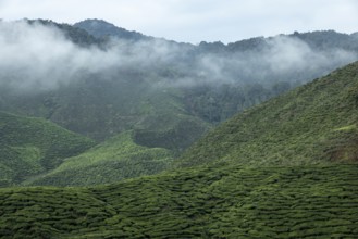 Tea plantation, Cameron Valley Tea, Cameron Highlands, Malaysia, Southeast Asia