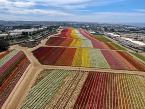 Aerial view of Carlsbad Flower Fields. tourist can enjoy hillsides of colorful Giant Ranunculus