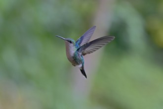 A hummingbird in mid-flight with a blurred green background, showcasing its vibrant feathers and