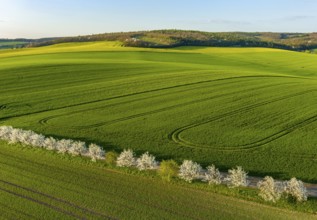 Aerial view of amazing green wavy hills with agricultural fields and blooming garens in spring.