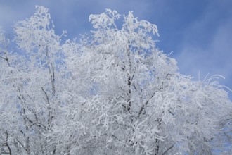 Photographic documentation of a snow-covered forest in the Tuscan Apennines