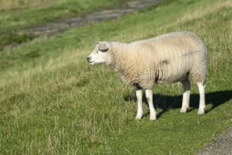 Sheep on meadow in front of lake
