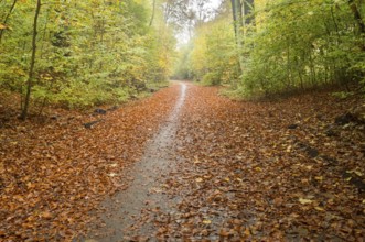 Wet path winding through an autumn forest covered in fallen leaves creating a serene and