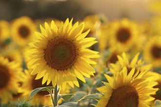 Sunflower, Helianthus annuus in the field at sunset