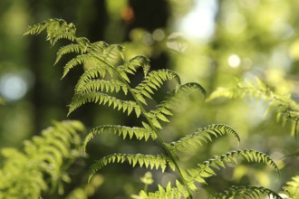 Fern in the forest on a sunny spring morning