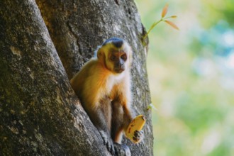 March 21, 2024, Brazil. Capuchin monkey is seen in the tree, in the municipal resort, in Bonito, in