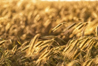 Grain in a field in Europe in July