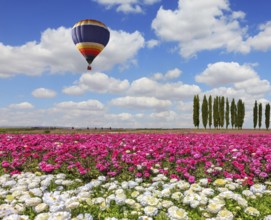 Field of the blossoming buttercups - ranunculus of white and lilac color. Windy spring day. Huge