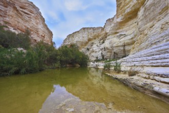 Unique canyon in the Negev Desert - En - Avdat. Striped sandstone walls and a stream at the bottom