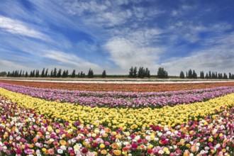 Israeli kibbutz. Picturesque field of buttercups growing strips. The colors of spring