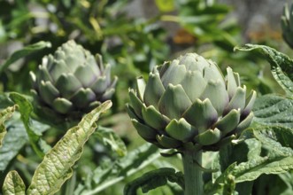 Artichoke in a garden in Brittany