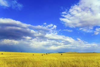 Travel to tropical Africa. The Horn of Africa. Gorgeous cumulus clouds pile up over a grassy