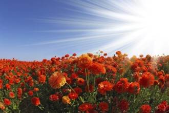 The huge field of red and white buttercups photographed by a lens Fish eye