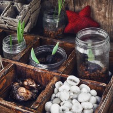 Bulbs and plant shoots and spring flowers in wooden box.view from the top