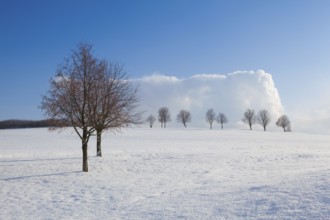Lonely trees in a winter landscape under blue sky