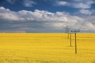 Flowers of oil in rapeseed field with high voltage power lines