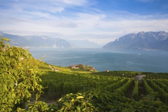 Vineyards of the Lavaux region over lake Leman (lake of Geneva), Switzerland