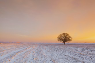 Lonely tree on the field in the frosty morning. Amazing winter landscape