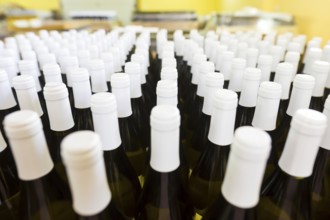 White wine bottles in a winery ordered for labeling before packed and shipped for sale