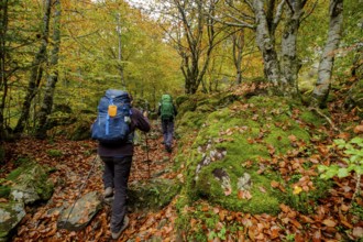 Bosque de Bordes, valle de Valier -Riberot-, Parque Natural Regional de los Pirineos de Ariège,