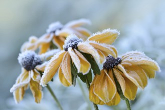 Flowers 256