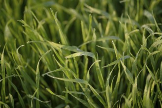 Young wheat plants growing on the soil, Amazingly beautiful endless fields of green wheat grass go