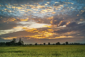 Beautiful sunset at the paddy field in Thailand