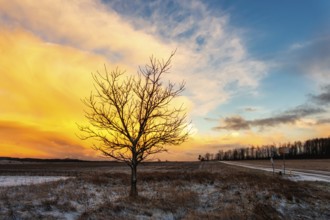 Single tree in a spectacular winter landscape sunset