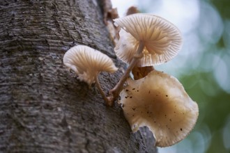 Mushrooms in the Darss Primeval Forest, Western Pomerania Lagoon National Park, Germany