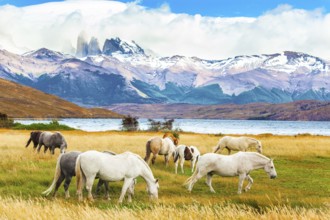 Herd of wild horses graze on the yellow grass. Lagoon Azul is mountain lake near three rocks -