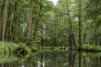 Landscape with watercourses and forest in the Spreewald in Brandenburg in Germany