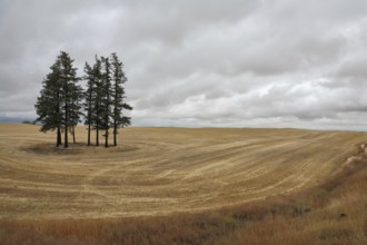 Montana field after harvest. Several pine trees swaying in the wind and waiting for rain