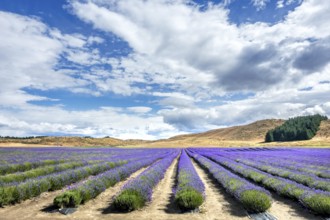 An image of a lavender field in New Zealand