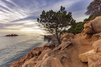 Coastal landscape with bizarre, red rocks and weathered, gnarled trees at sunset over the sea,