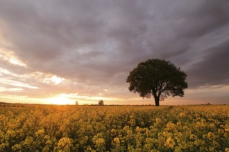 Oak tree in blooming rapeseed field at sunrise