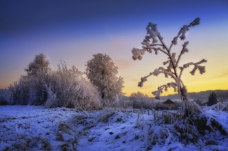 Frozen trees and bushes at sunrise near Spisska Teplica in Slovakia